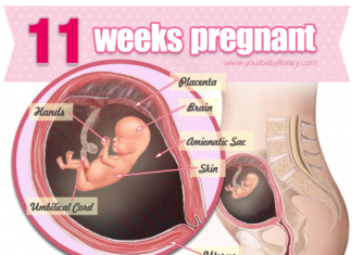 Thai nhi 11 tuần tuổi