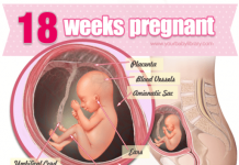 Thai nhi 18 tuần tuổi
