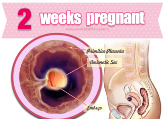 Thai 2 tuần tuổi