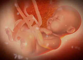 Khám phá cuộc sống của em bé trong bụng mẹ