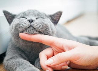 Tại sao mèo trở nên đáng ghét với phụ nữ mang thai