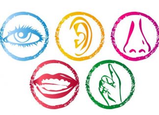 Khám phá sự hình thành các giác quan của thai nhi